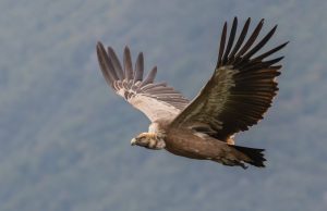 „Bio upleten u žicu, iznemogao i iscrpljen“: Žarko Pantović sa Zlatibora spasao beloglavog supa sigurne smrti