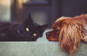 Sterilišite svoje kućne ljubimce uz popust do 90%. Sjajna akcija Zoohigijene u Čajetini