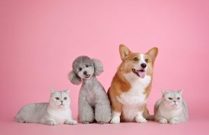 Uz Omladinsku karticu posebne pogodnosti u veterinarskoj ambulanti Zoohigijene Čajetina