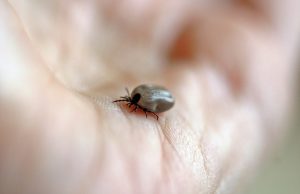 Koje sve bolesti prenose krpelji? Evo kako da se zaštitite i pravilno ih izvadite