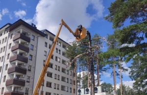 Danas je KJP Zlatibor uklanjalo stabla na više lokacija, evo iz kog razloga (FOTO)