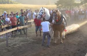 Održana Štraparijada na Zlatiboru, u spektakularnom takmičenju konja, evo ko su bili favoriti (VIDEO)