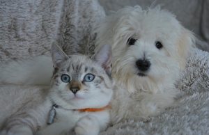 Zahvaljujući sjajnoj akciji Zoohigijene sprečeno da 1500 životinja bude ostavljeno na ulici