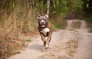 Šta piše u pravilniku – ko i pod kojim uslovima može da drži opasne pse