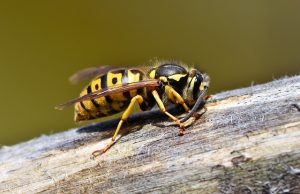 Šta da radite kada vas ujede stršljen, osa ili pčela? Evo koji su saveti lekara