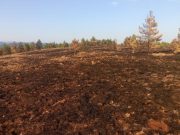 Požar na Zlatiboru pod kontrolom: Vatrogasci i šumari savladali stihiju!