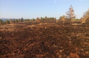 Požar na Zlatiboru pod kontrolom: Vatrogasci i šumari savladali stihiju!