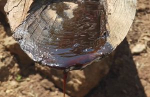 Katrandžije još imaju pune ruke posla: Zanat polako izumire, ali Zlatiborci čuvaju tradiciju pravljenja magičnog leka od smole