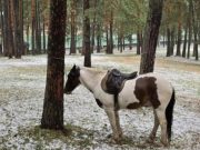 Tužna slika sa Zlatibora koja nikoga ne može ostaviti ravnodušnim