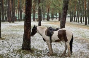 Tužna slika sa Zlatibora koja nikoga ne može ostaviti ravnodušnim