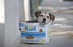 Uzeće ih već neko, šta je rešenje za ulice pune pasa lutalica, evo šta kažu u Zoohigijeni Čajetina (VIDEO)