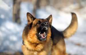 Pet saveta kinologa kako da se zaštitite od ujeda psa