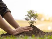 U nedelju 6. oktobra BESPLATNA podela čak 500 sadnica na Zlatiboru! Donosimo detalje ovog događaja