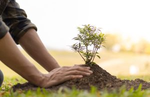 U nedelju 6. oktobra BESPLATNA podela čak 500 sadnica na Zlatiboru! Donosimo detalje ovog događaja