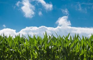 Rapisan javni poziv za nabavku mašina i opreme za unapređenje primarne proizvodnje biljnih kultura za 2024.godinu