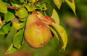 Ministarstvo daje do 3 miliona dinara za podizanje zasada voćaka i hmelja. Evo o čemu se radi