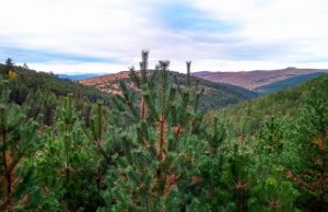 PK „Tornik“ Čajetina organizuje akciju u Murtenicu. Donosimo vam sve detalje ove akcije
