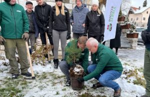 BRAVO! Danas posađeno 400 sadnica Zlatnog bora na Zlatiboru, sutra još toliko (FOTO)