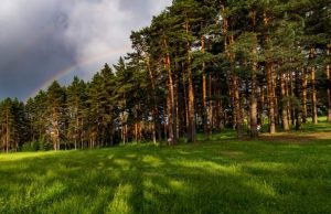 23. NOVEMBRA SJAJAN DOGAĐAJ! Na Zlatiboru će se posaditi preko 800 sadnica Zlatnog bora